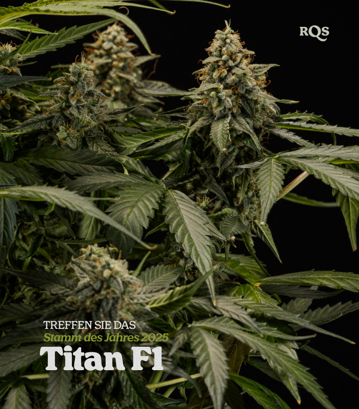Titan F1 Cannabispflanze mit dichten, harzbedeckten Blüten, preisgekrönte Hybridsorte Strain of the Year 2025 von RQS