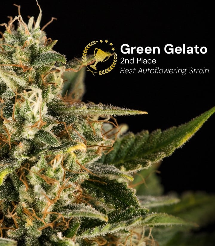 Green Gelato Auto Cannabisblüte, ausgezeichnet mit dem 2. Platz beste Autoflowering-Sorte, mit dichten frostigen Blüten und orangefarbenen Blütenstempeln vor schwarzem Hintergrund