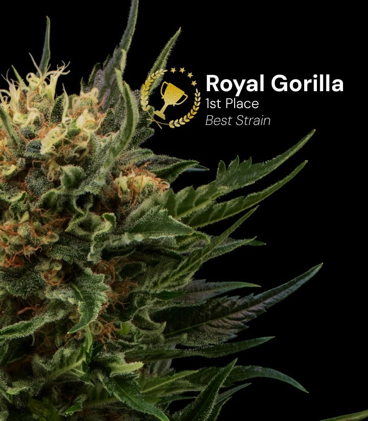 Royal Gorilla Cannabisblüte, ausgezeichnet mit dem 1. Platz beste Sorte, mit dichten harzigen Blüten und orangefarbenen Blütenstempeln vor schwarzem Hintergrund