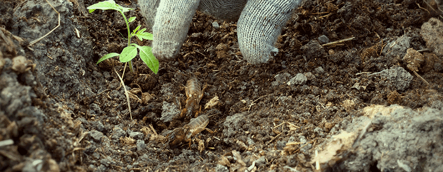 Crickets Pest Cannabis Growing Infestation