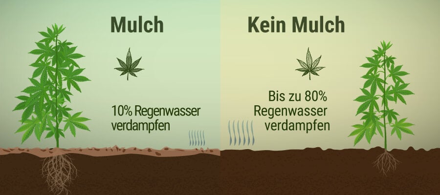 Was ist Mulch und wie können Deine Cannabispflanzen davon profitieren?