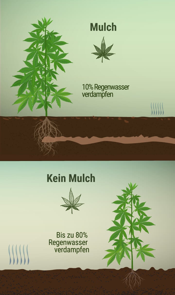 Was ist Mulch und wie können Deine Cannabispflanzen davon profitieren?