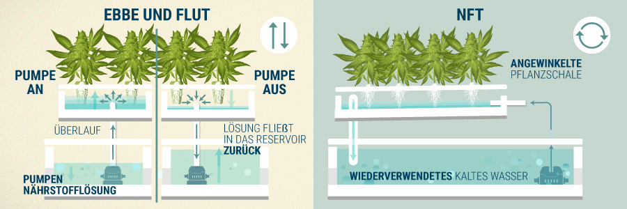 Ebbe Und Flut Cannabispflanzen