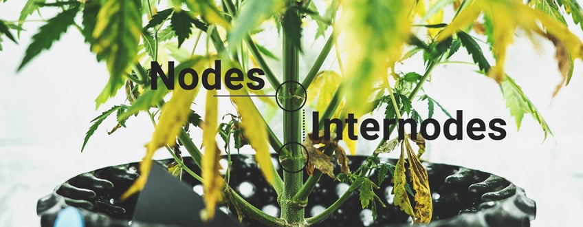 Nodes & Internodes