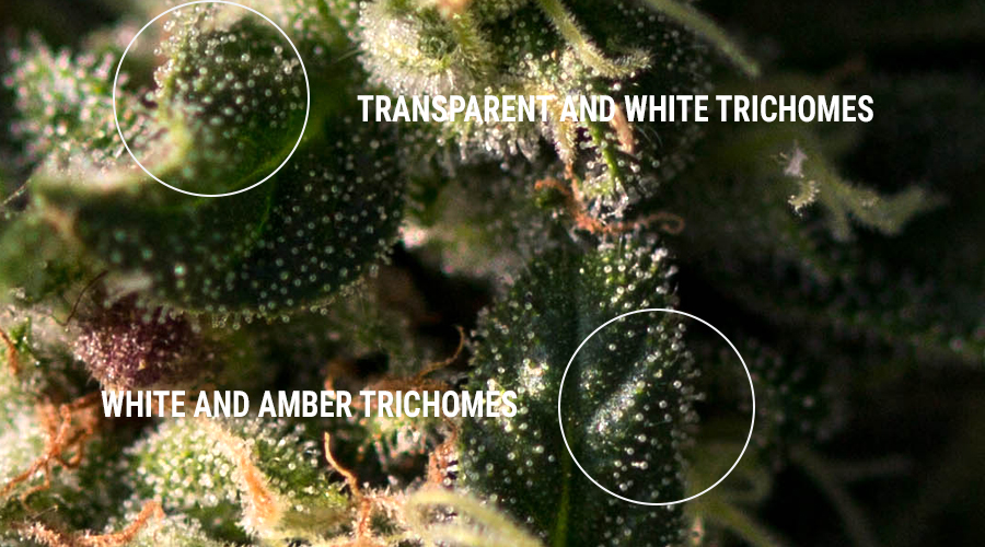 Trichomes Haschisch-Harz extrahiert Konzentrate