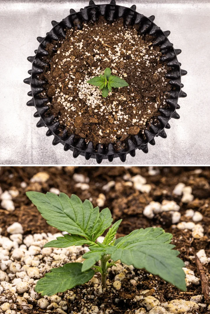 Cannabispflanze NYC Sour Diesel Auto in Woche 1 des vegetativen Wachstums mit kompakten, gesunden Blättern, früher Verzweigung und langsamer, aber stabiler Entwicklung unter LED-Licht