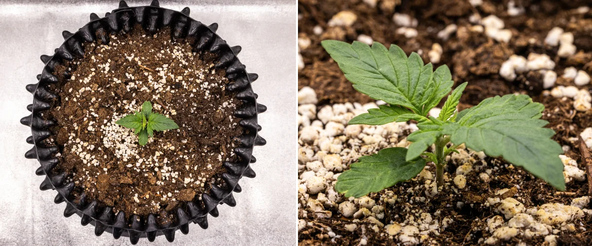 Cannabispflanze NYC Sour Diesel Auto in Woche 1 des vegetativen Wachstums mit kompakten, gesunden Blättern, früher Verzweigung und langsamer, aber stabiler Entwicklung unter LED-Licht