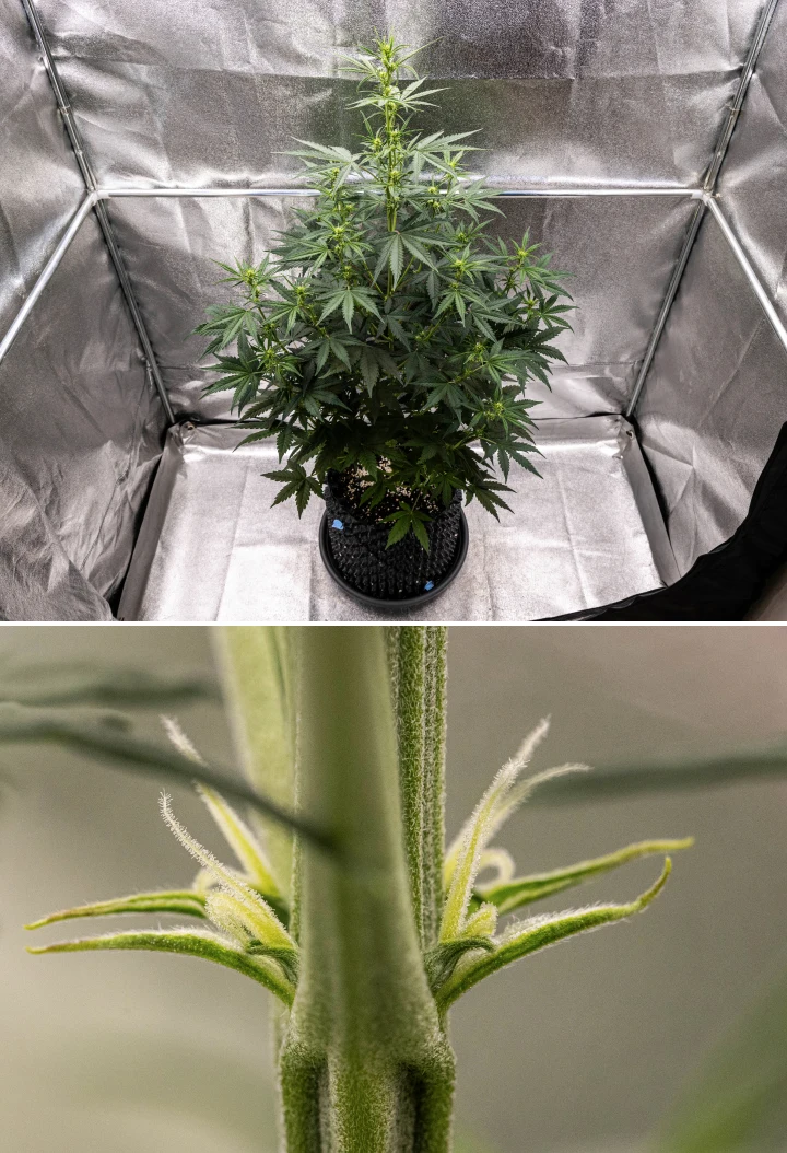 Cannabispflanze NYC Sour Diesel Auto in Woche 4 der Blüte, etwa 97 cm hoch, mit starkem Stretch, hoher offener Struktur, größeren Abständen im oberen Bereich und ersten Blütenansätzen unter LED-Licht
