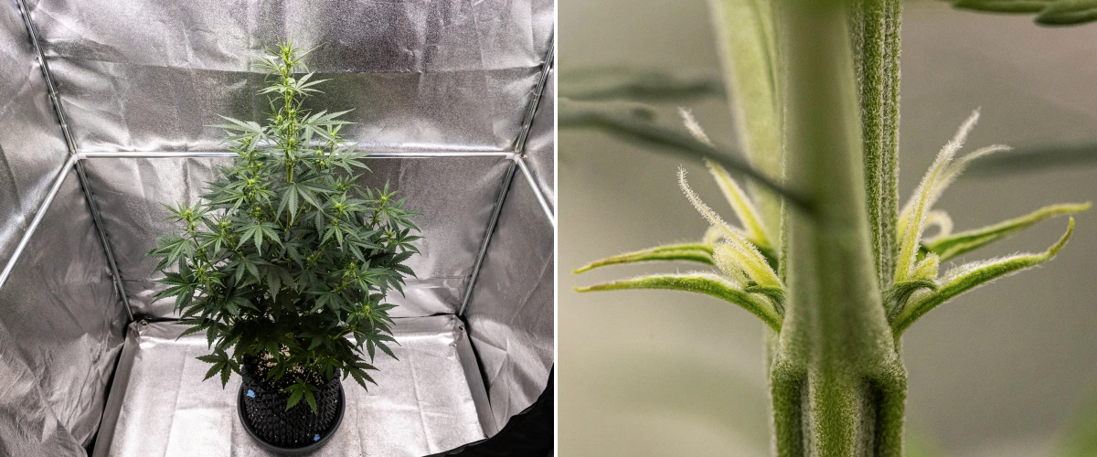 Cannabispflanze NYC Sour Diesel Auto in Woche 4 der Blüte, etwa 97 cm hoch, mit starkem Stretch, hoher offener Struktur, größeren Abständen im oberen Bereich und ersten Blütenansätzen unter LED-Licht
