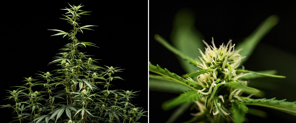 Cannabispflanze NYC Sour Diesel Auto in Woche 5 der Blüte, etwa 120 cm hoch, mit weiterem Stretch, sich ausbreitenden Blütenansätzen über das gesamte Blätterdach und gleichmäßiger Blütenbildung außerhalb des Grow-Zelts