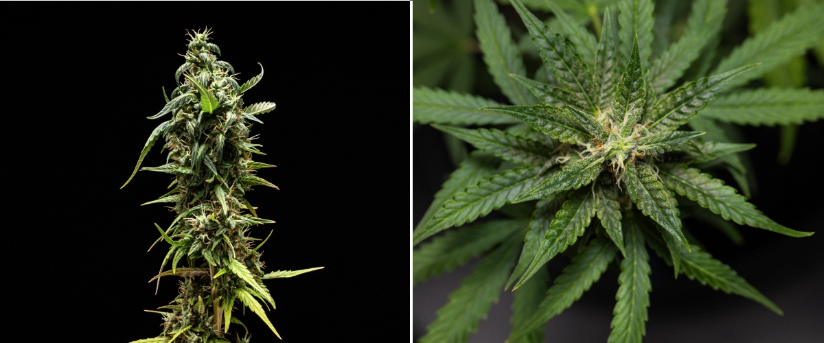 Cannabispflanze NYC Sour Diesel Auto in Woche 8 der Blüte mit milchigen Trichomen, kompakten aromatischen Blüten, starker Harzproduktion und einer kurz vor der Ernte leicht weniger reifen oberen Cola