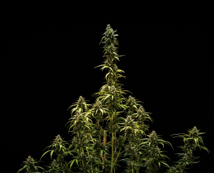 Endergebnisse von NYC Sour Diesel Auto