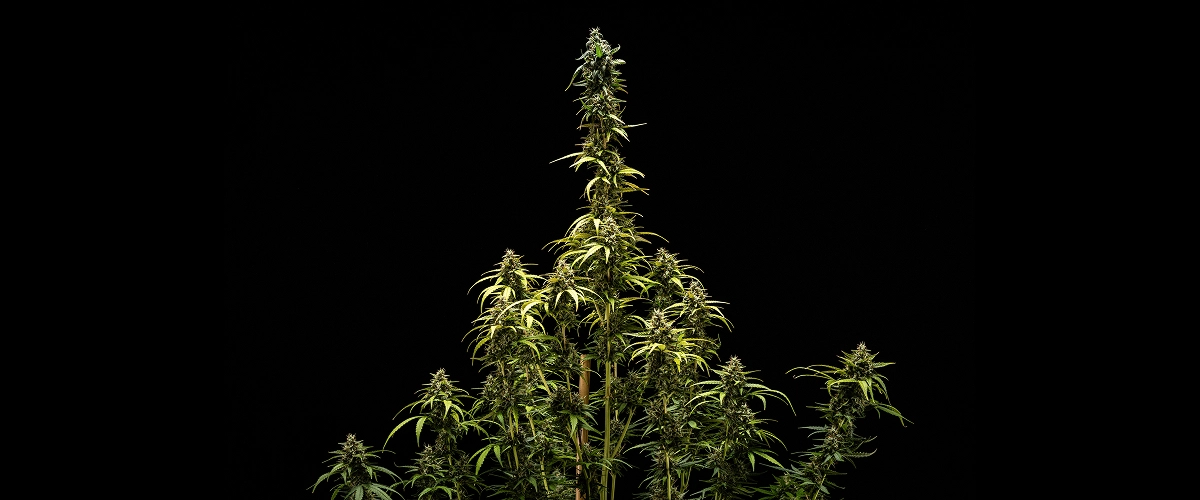 Endergebnisse von NYC Sour Diesel Auto