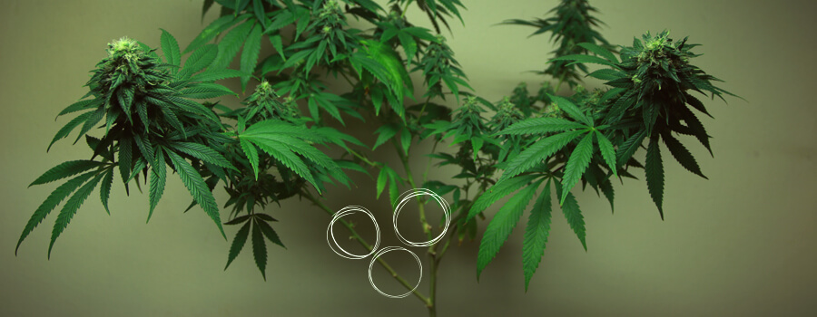 Entlauben vs Pruning Cannabis: Die Unterschiede Entlauben vs Pruning Cannabis: Die Unterschiede