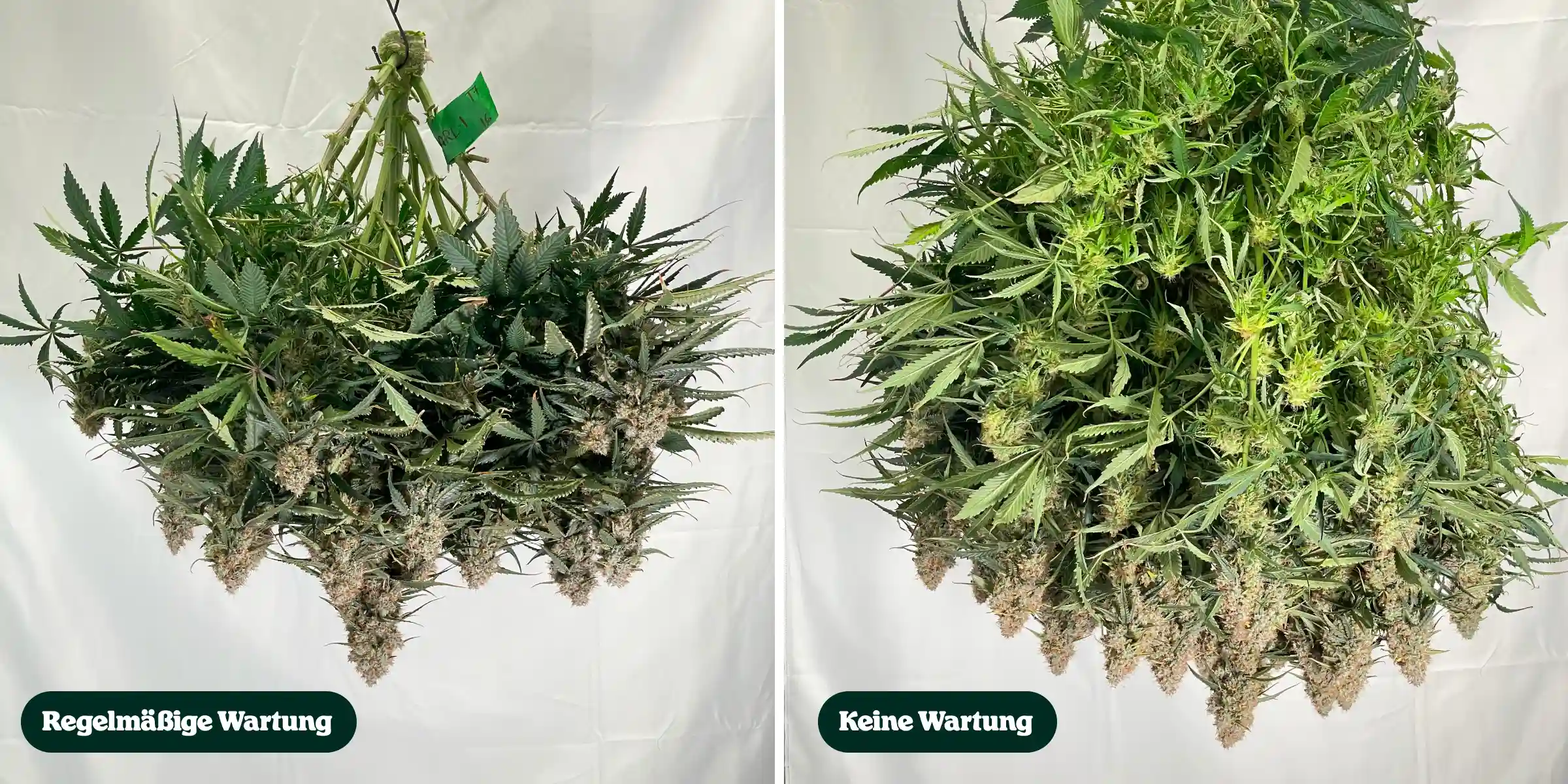 Vergleich der Cannabis-Pflege: regelmäßige Pflege vs keine Pflege Direkter Vergleich von Cannabispflanzen nach der Ernte, der Behandlungen mit regelmäßiger Pflege versus ohne Pflege zeigt, mit Unterschieden bei Kronendichte, Laub, Blütenstruktur und beschnittenen Zweigen.