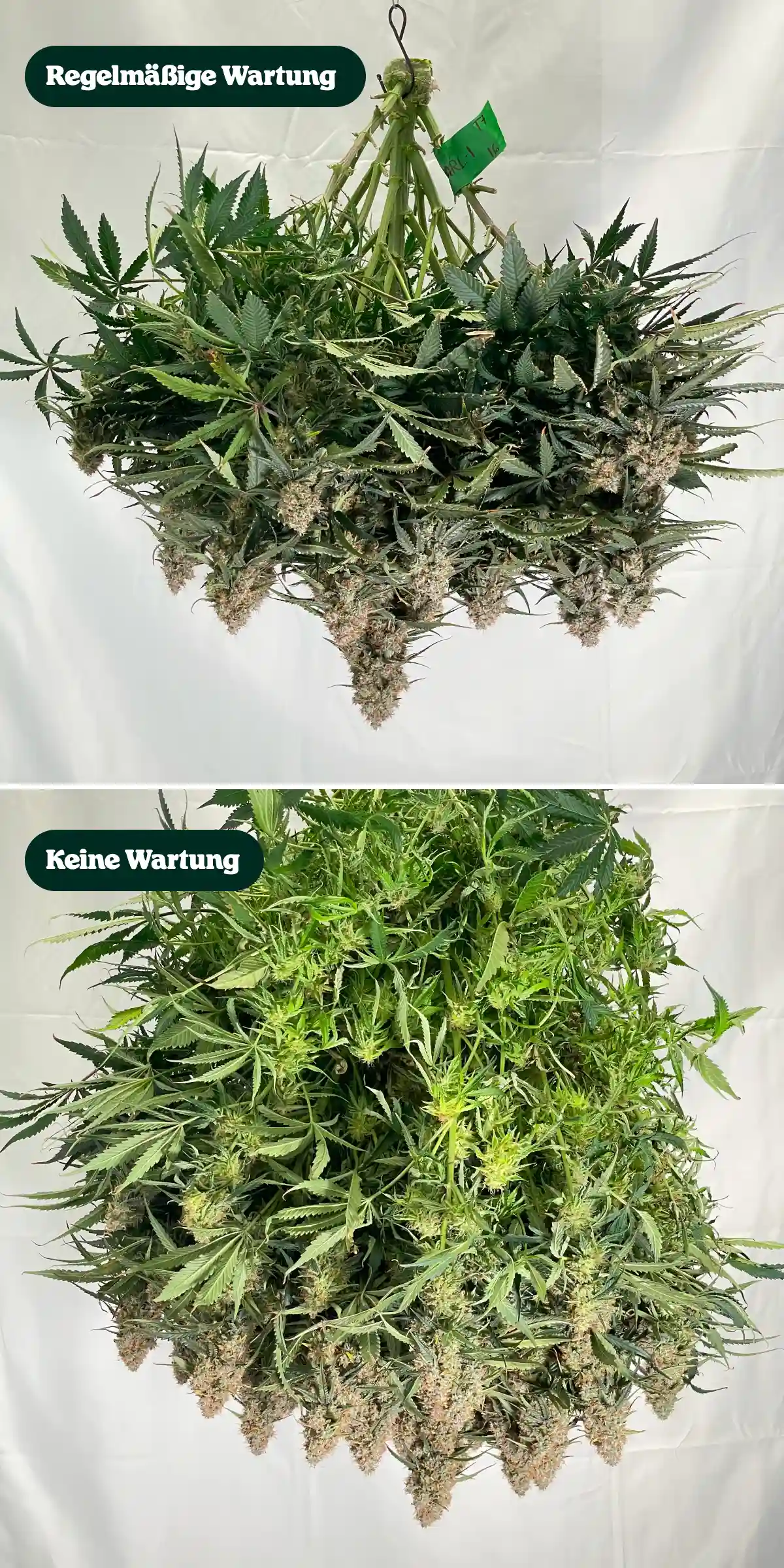 Vergleich der Cannabis-Pflege: regelmäßige Pflege vs keine Pflege Direkter Vergleich von Cannabispflanzen nach der Ernte, der Behandlungen mit regelmäßiger Pflege versus ohne Pflege zeigt, mit Unterschieden bei Kronendichte, Laub, Blütenstruktur und beschnittenen Zweigen.