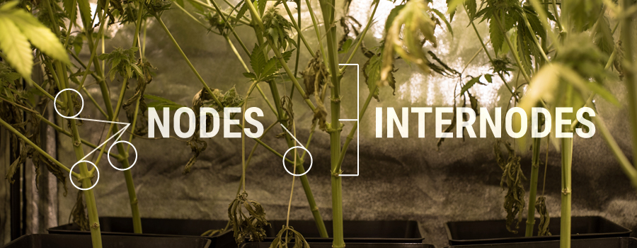 Nodes Internodes Cannabis Pflanzenstruktur