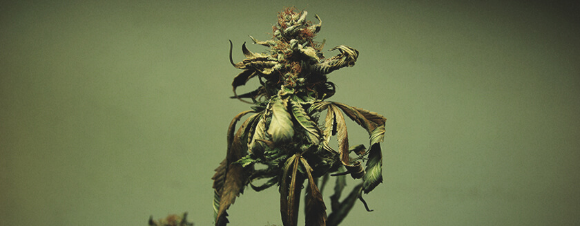 Blatt Cannabis Knospe Verbrannt Blatt Cannabis Knospe Verbrannt