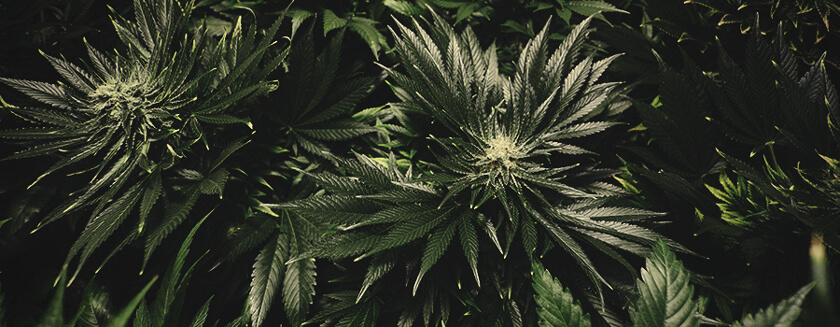 Nährstoffbrand Gelbe Blätter Cannabis Nährstoffbrand Gelbe Blätter Cannabis