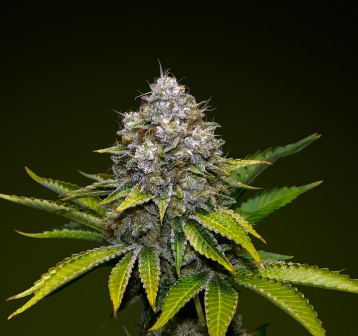 OG Kush Cannabisblüte mit frostigen Trichomen und erdigen Grüntönen, bekannt für ihren kiefernartigen Geschmack und ihre hohe Potenz, ideal für kräftige Infusionen