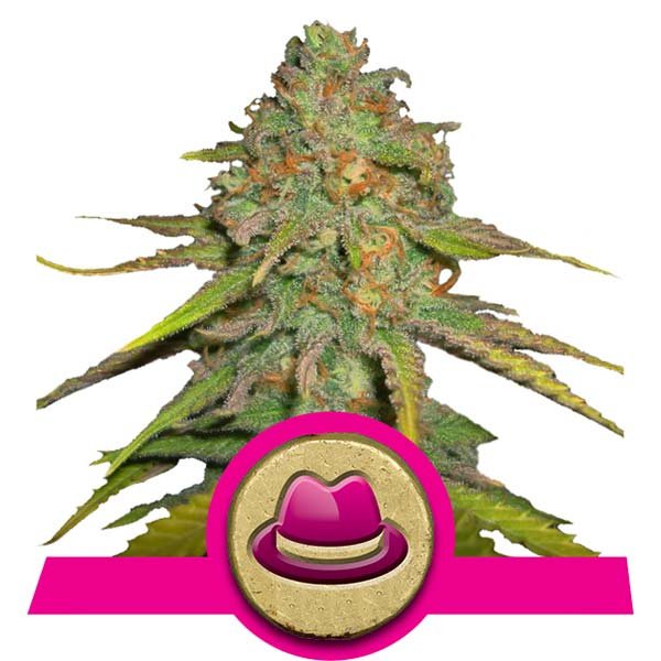 OG Kush Royal Queen Seeds