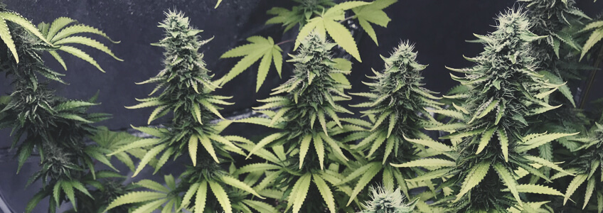 OG Kush OG Kush