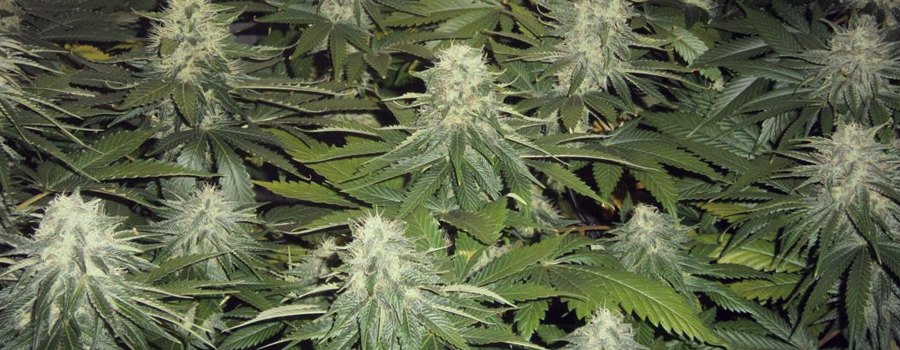 Og Kush cannabis insomnia