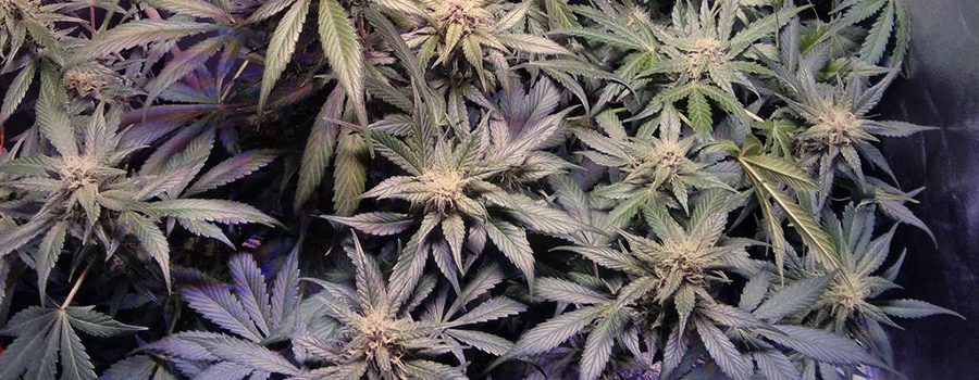 OG Kush OG Kush
