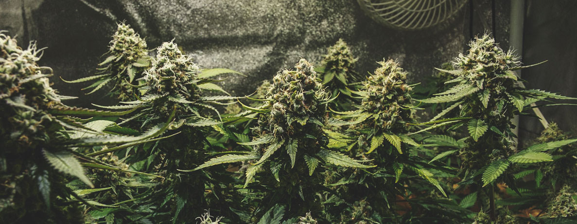OG Kush