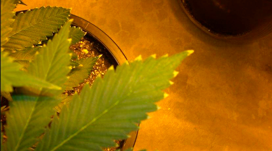 Trop d’engrais cannabis