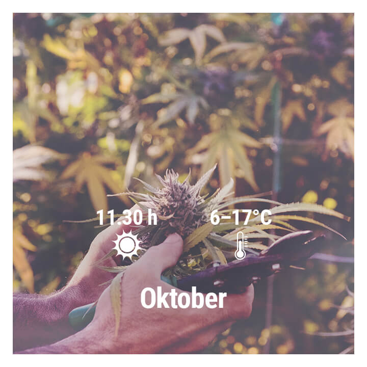 Wie man in Deutschland Cannabis im Freien anbaut, Oktober