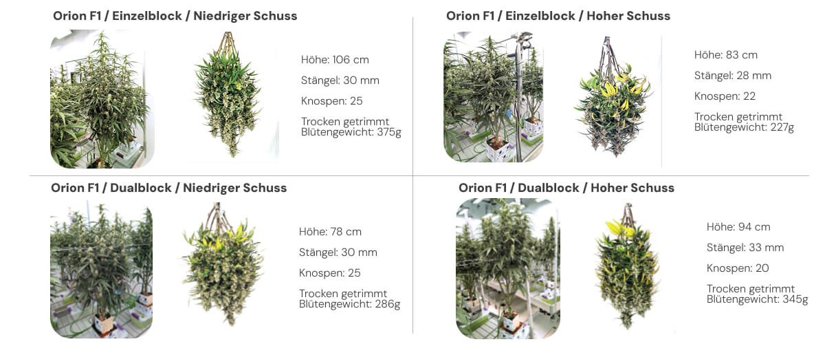 Orion F1 Ergebnisse: Single Block vs Dual Block Vergleich Ergebnisübersicht der Orion F1 Cannabispflanzen mit Vergleich von Single- und Dual-Block-Systemen bei niedriger und hoher Bewässerung