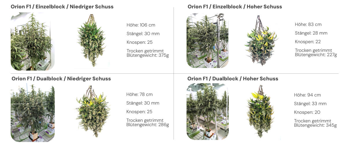 Orion F1 Ergebnisse: Single Block vs Dual Block Vergleich Ergebnisübersicht der Orion F1 Cannabispflanzen mit Vergleich von Single- und Dual-Block-Systemen bei niedriger und hoher Bewässerung