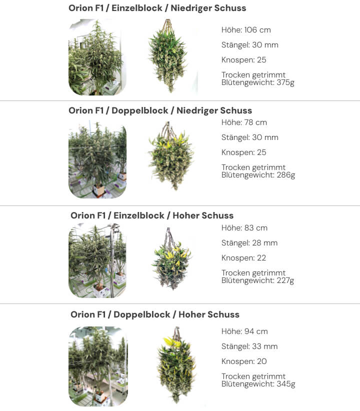 Orion F1 Ergebnisse: Single Block vs Dual Block Vergleich Ergebnisübersicht der Orion F1 Cannabispflanzen mit Vergleich von Single- und Dual-Block-Systemen bei niedriger und hoher Bewässerung