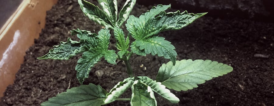 Überwässerung Cannabis Überwässerung Cannabis