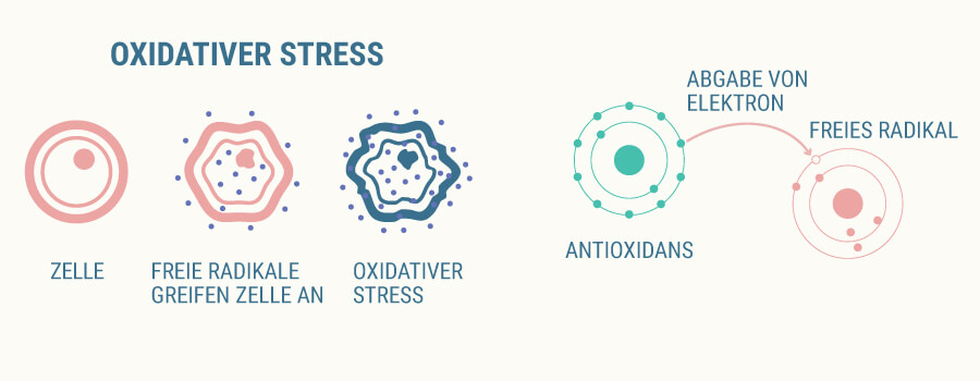 Was Ist Oxidativer Stress Einfach Erklärt www.royalqueenseeds.de