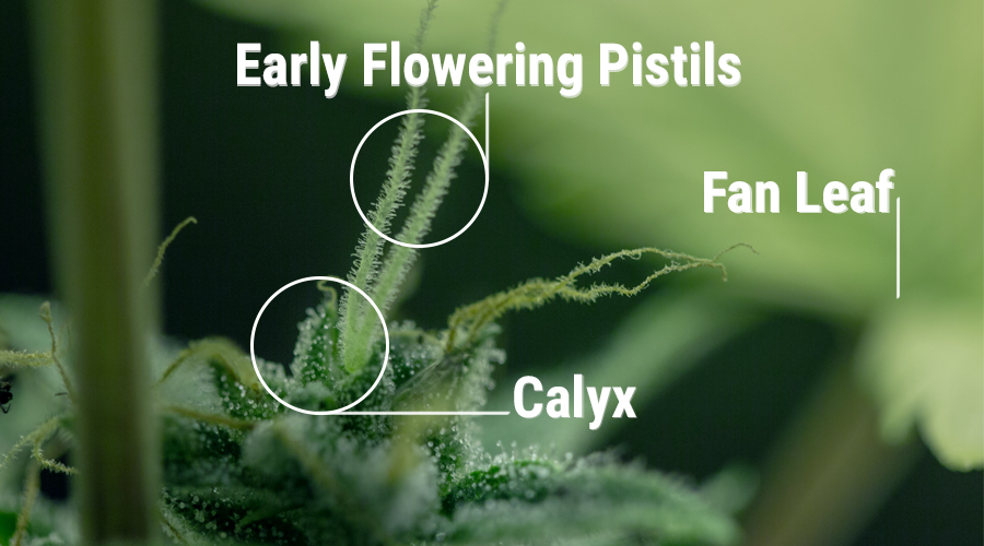 Calyx Cannabis Pflanze weiblichen Fortpflanzungsorgane der Pflanze