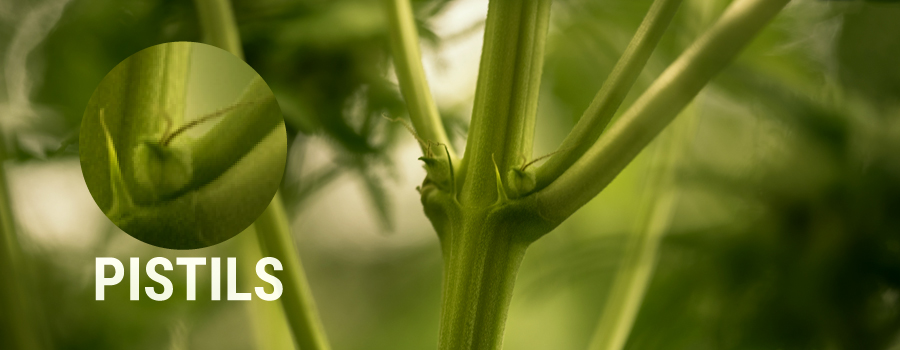 Pistillen Beispiel Cannabis Pflanze