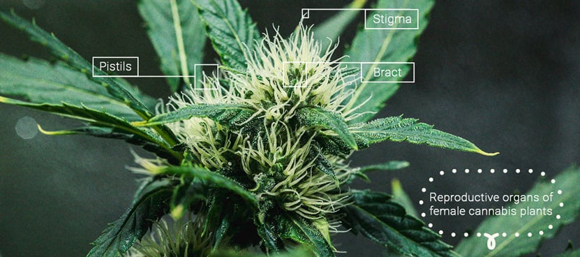 The Importance Of Pistils To Cannabis Growers The Importance Of Pistils To Cannabis Growers