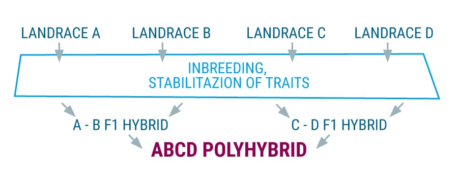 Polyhybrid-Landrassen-Cannabis-Stämme