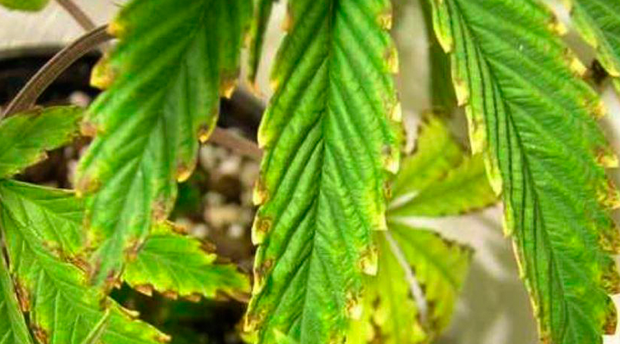 Potassium deficiency symptoms