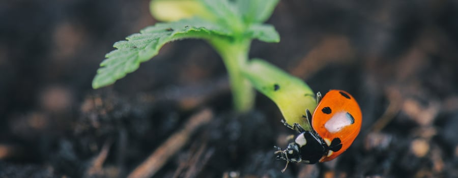 Raubtier-Marienkäfer Aphids Prevention