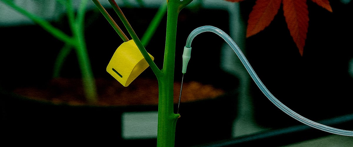 Nahaufnahme PSIS Technik Saccharoselösung direkt in Cannabistamm injiziert während Blüte für mehr Budgewicht und Cannabinoid Produktion