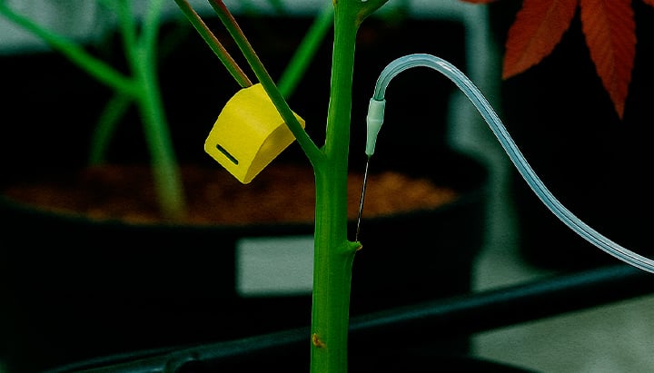 Nahaufnahme PSIS Technik Saccharoselösung direkt in Cannabistamm injiziert während Blüte für mehr Budgewicht und Cannabinoid Produktion