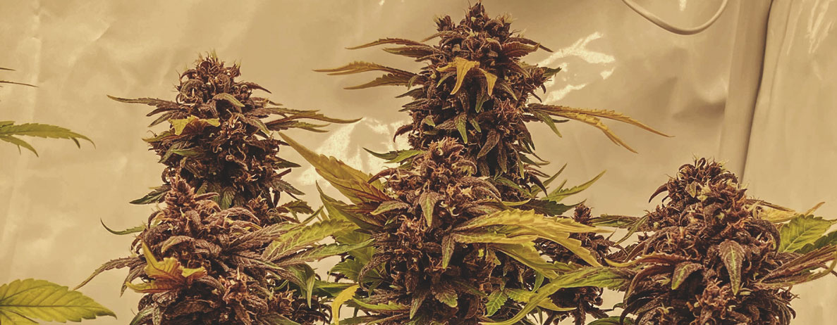 Purplematic CBD