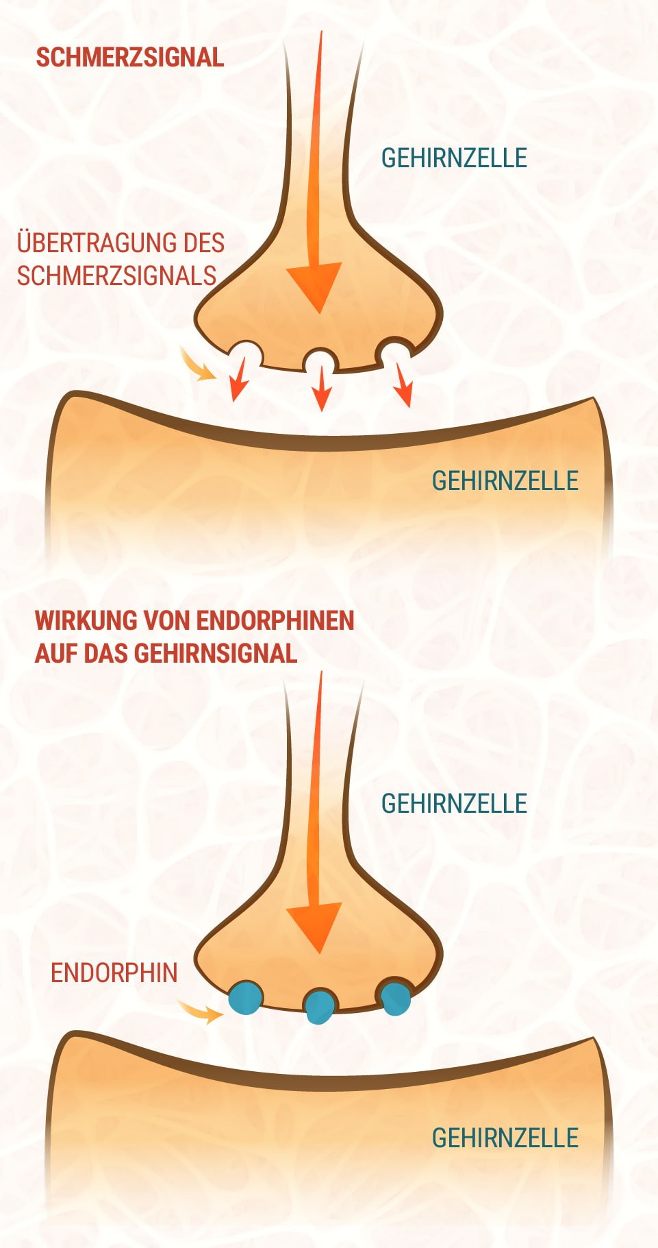 CBD und das Endocannabinoid-System