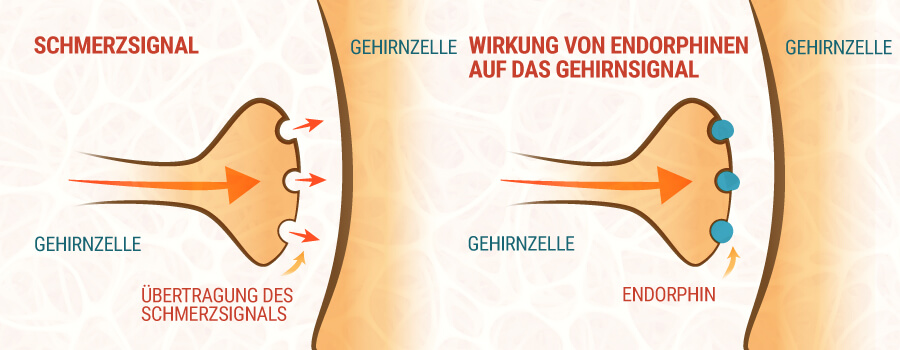 Schmerzsignal und Endorphin Schmerzsignal und Endorphin