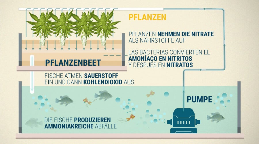 Warum Aquaponics Funktioniert Und Ihre Vorteile Beim Anbau Von Cannabis