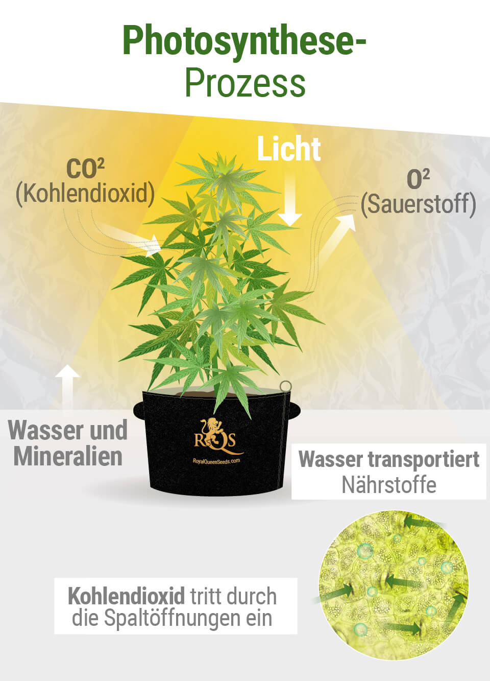 Photosynthese-Prozess