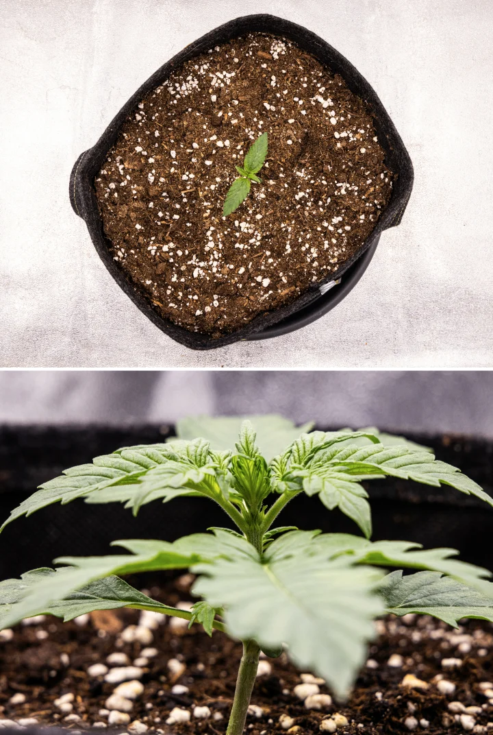 Pink Mist Auto Anbaubericht Woche 1: Sämlingsphase Pink Mist Auto Cannabissämling in Woche 1 mit frühem Wachstum in einem mit Erde gefüllten Stofftopf und der Entwicklung der ersten echten Blätter.